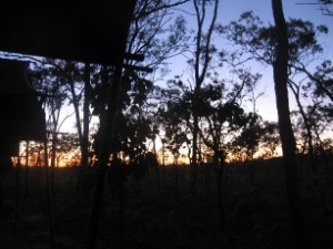 Blauflügelkookaburras wecken die Sonne... Blauflügelkookaburras wecken die Sonne...