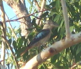 Ein Haubenliest (Blauflügelkookaburra) Ein Haubenliest (Blauflügelkookaburra)
