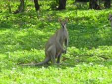 Flinkwallaby