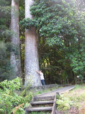 Agathis australis Agathis australis