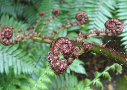 Cyathea 